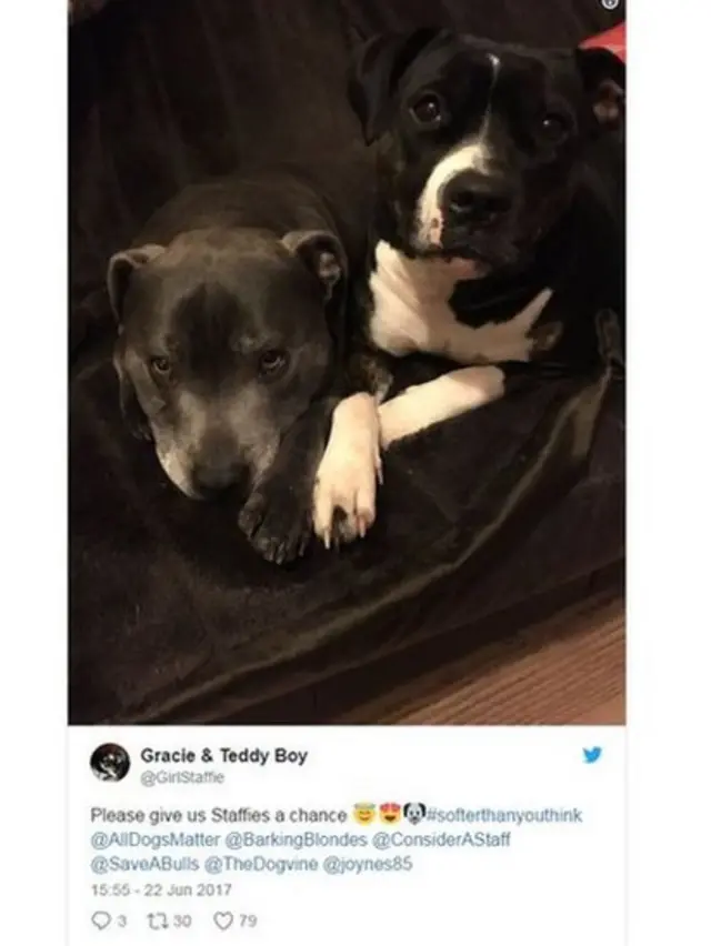 पेट अलायन्स, ओरलँडो