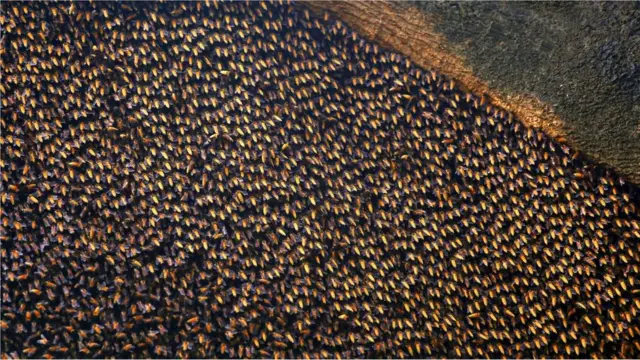 Nyuki wa Asia hupiga kelele na miili yao, kwa kuwatetemesha