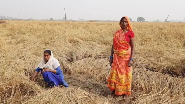 नितीश कुमार, बिहार, शेती, कृषी कायदे
