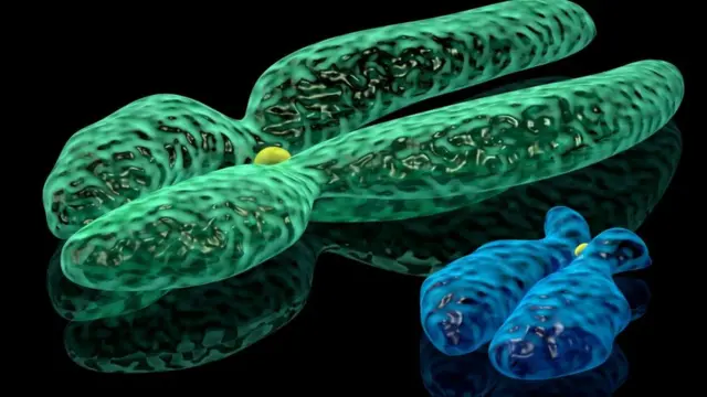 стать дитини