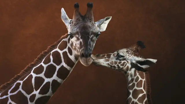 A young giraffe kisses its parent (stock photo)