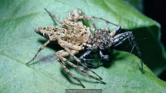 Laba-laba lynx (Oxyopes schenkeli) betina memakan pasangannya.