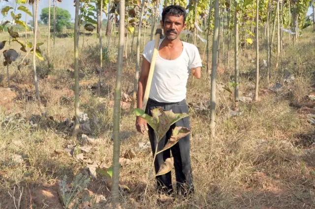 టేకు మొక్కల మధ్య బానోతు రాజు (పాత ఫొటో)