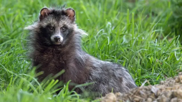 Um cão-guaxinimbwin promomeio ao mato