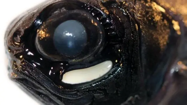 Ikan senter punya kantung khusus di bawah mata mereka yang digunakan untuk menyalakan sifat bioluminesensi pada bakteri.