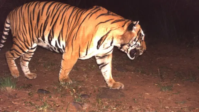 నాగార్జునసాగర్-శ్రీశైలం పులుల అభయారణ్యంలో అత్యాధునిక కెమెరాలు తీసిన ఫొటో