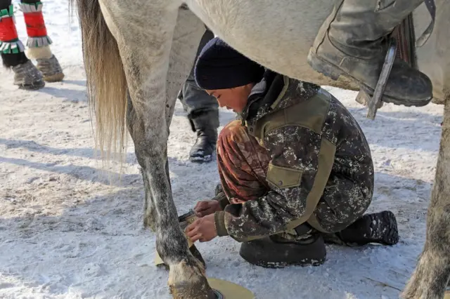 Топко киргенде жаракат албасын деп күлүктүн бутун сактай турган кайыш байлап жатат.