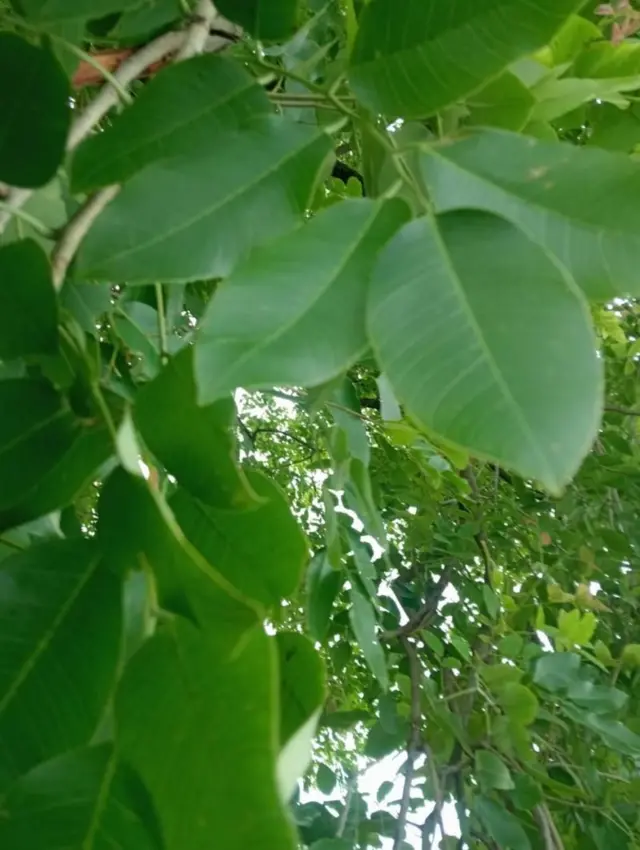 शिंदे यांच्या शेतातील झाडाच्या फांदीचा फोटो