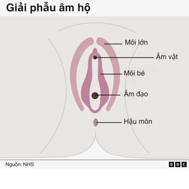 Hình minh họa đơn giản giải phẫu của âm hộ, gồm môi lớn, âm vật, môi bé và âm đạo