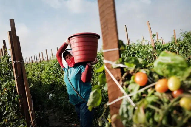 Trabajadores agrícolas en Florida.