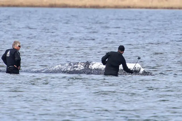 люди в воде рядом с китом