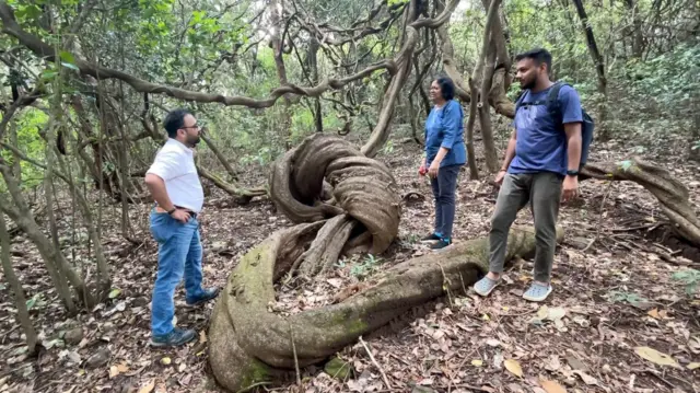 अजस्त्र गारबीचा वेल