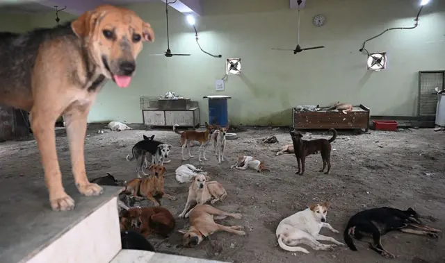 உலக சுகாதார நிறுவனம் போன்ற உலகின் பல்வேறு அமைப்புகளும் நாய்களை அதன் இருப்பிடத்தில் இருந்து அகற்றும் நடவடிக்கையை எதிர்கிறது