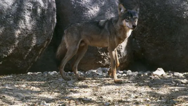 બીબીસી ગુજરાતી, બનાસકાંઠા, કચ્છ, વરુઓ