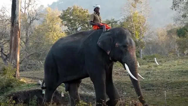 எலிபெண்ட் விஸ்பரர்ஸ் தம்பதி இப்போது என்ன செய்கின்றனர்?