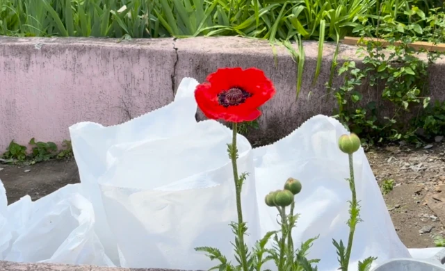 Мішки з будівельним сміттям у дворі будинку, де триває ремонт