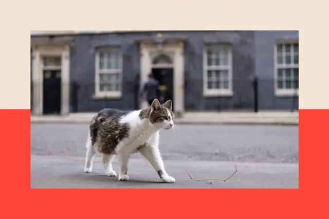 首相官邸の前の道を歩く、白とキジトラ模様の猫のラリー