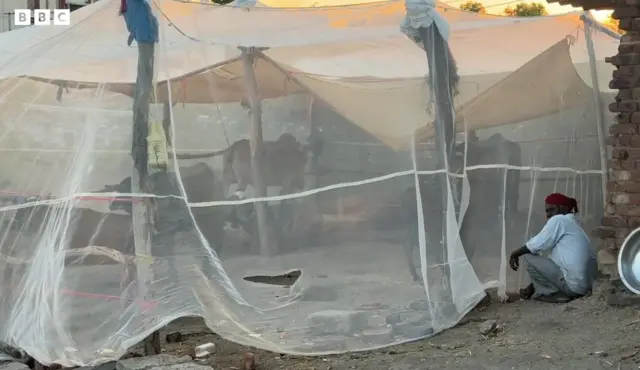 डास आणि गावाची गोष्ट