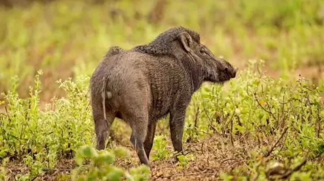 అడవి పందులు