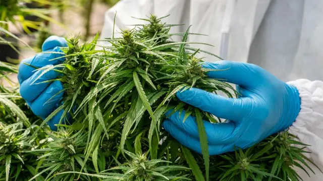 'மூன்று உலகையும் வென்ற' பயிரை, ஏற்றுமதி செய்ய இலங்கையில் யோசனை