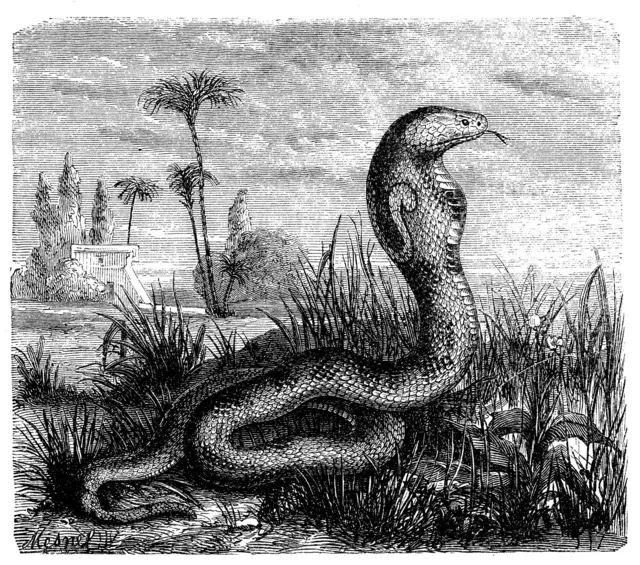 વાસુકિ નાગ, પ્રાગઐતિહાસિક કાળ, સંશોધન, અશ્મિઓ, કચ્છ, બીબીસી ગુજરાતી