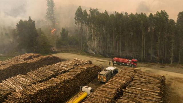 Plantação no Chile