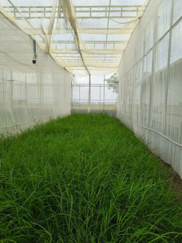 ભાવનગર ખડમોર સંવર્ધન સમાગમ નર માદા પક્ષી સંવર્ધન વિલુપ્ત થતી પ્રજાતિ, ગુજરાત સૌરાષ્ટ્ર કચ્છ ઘાસનાં મેદાનો, પ્રકૃતિ વાઇલ્ડલાઇફ, બીબીસી ગુજરાતી ગુજરાતીમાં સમાચાર