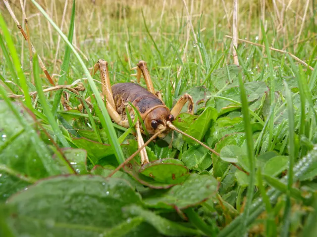 weta gigante