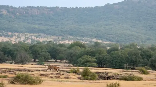 અરવલ્લી ગિરિમાળાનો ઇતિહાસ, હિમાલય કરતાં જૂની, 100 મીટરના પર્વત સુપ્રીમ કોર્ટની વ્યાખ્યા, અરવલ્લી ગ્રીન વૉલ, પર્યાવરણ વિનાશ અને સંરક્ષણ બીબીસી ગુજરાતી વિવાદ,
