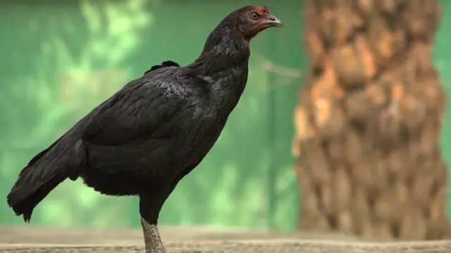 పెరూ పెట్ట