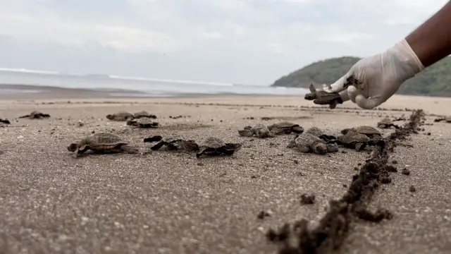 ऑलिव्ह रिडले जातीचे सागरी कासव 