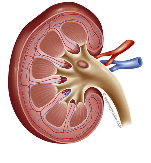 सांकेतिक तस्वीर
