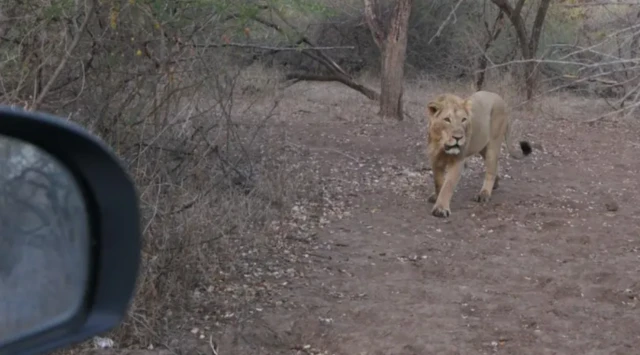 ਗਿਰ ਜੰਗਲ ਵਿੱਚ ਆਪਣੇ ਇਲਾਕੇ ਵਿੱਚ ਘੁੰਮਦਾ ਇੱਕ ਸ਼ੇਰ