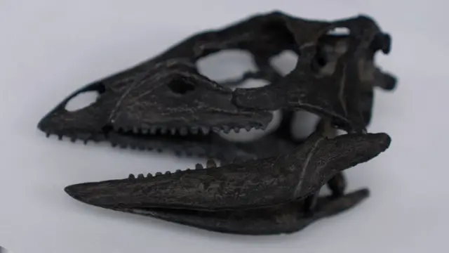 skelet dinosaurusa 