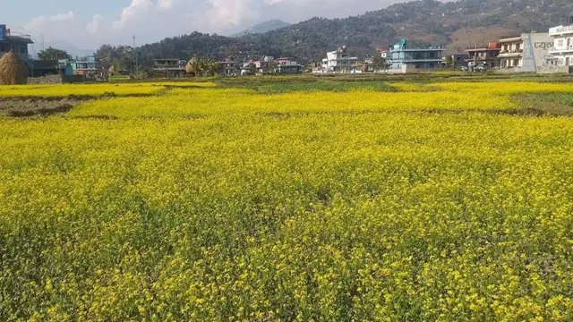 पोखरा लेखनाथको जरुवाफाँटमा स्थानीय बासिन्दाले गरेको तोरी खेती