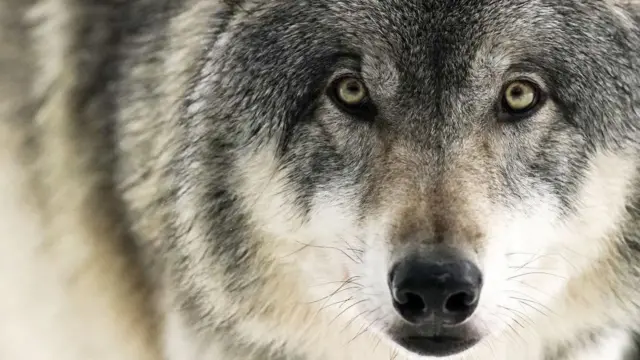 Un lobo gris