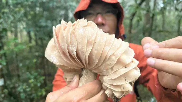Spesies jamur baru mungkin bisa ditemukan dalam penelitian gabungan BRIN dan SPUN.