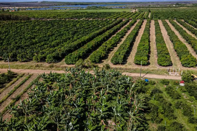 Imagem área de plantação de coqueiros, mangueiras e parreiras em Petrolina