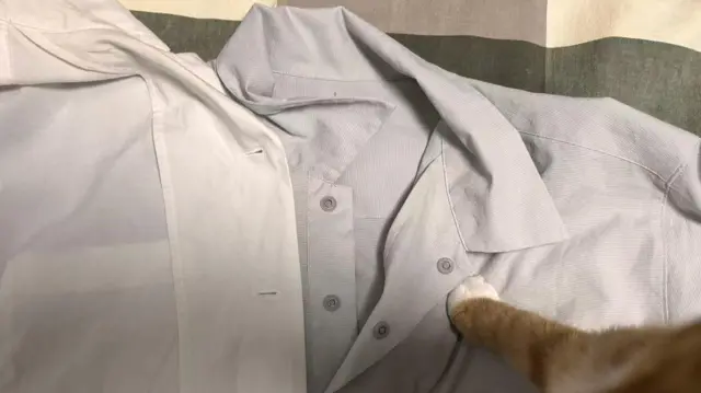 一隻貓踩在兩件衣服上