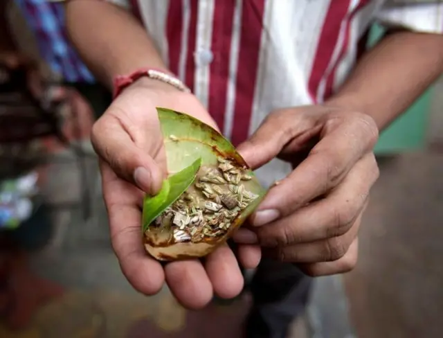 पान, मावा आणि बिडीमुळे जातोय लाखो जीवांचा बळी