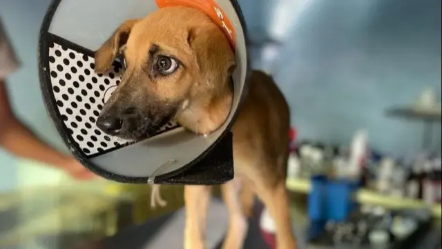 پنجاب پولیس، کتے