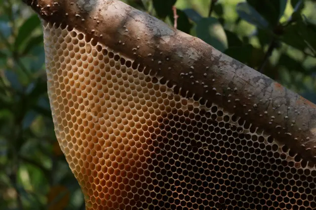 সুন্দরবনের ৬০ শতাংশ বাংলাদেশে। এই বনের মধু দেশে-বিদেশে বিখ্যাত।