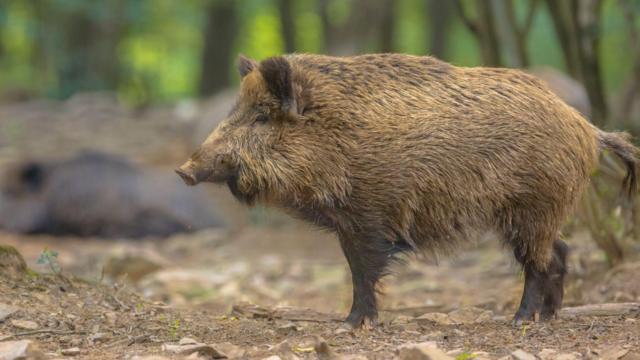 காட்டுப் பன்றி