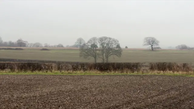 A lo lejos hay un campo fangoso, delimitado por un seto al fondo. Más allá, varios árboles grandes se alzan en un campo.