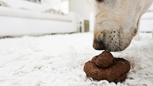 ਪਾਲਤੂ ਜਾਨਵਰ