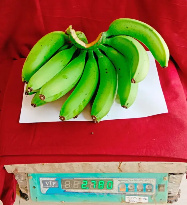 ગુજરાતમાં કેળાની એ નવી જાત- "આણંદ વામન"