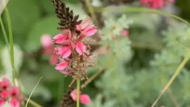 Індигофера 