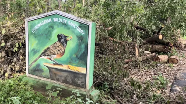 మేడారం, కూలిన చెట్లు, వాతావరణం మార్పులు