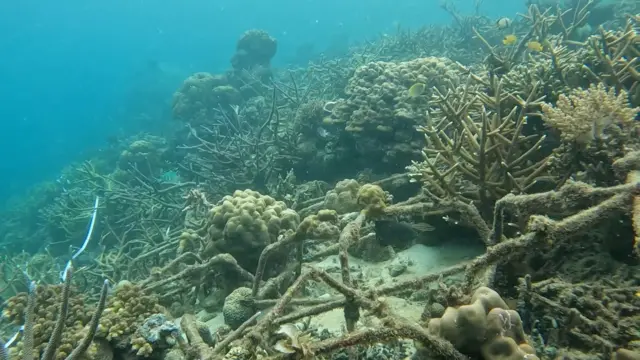 Kondisi terumbu karang di Pulau Samalona, Selat Makassar.