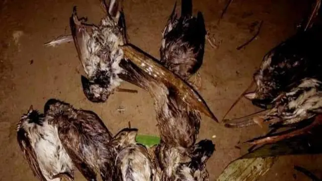 মৃত পাখি